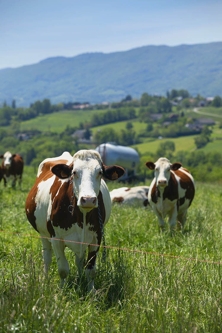 A herd of cows producing milk for Gruyere cheese in France in the spring