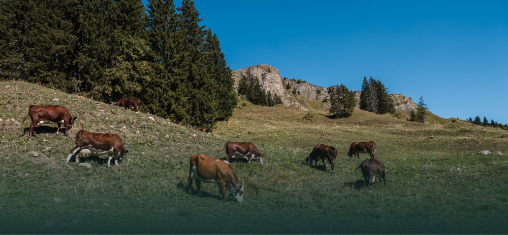 Alpage-grand-montagne-vaches