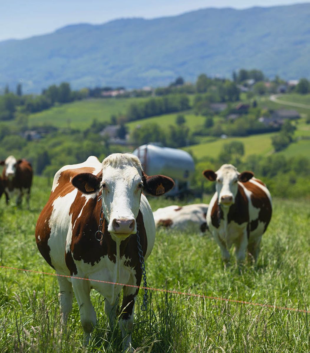 A herd of cows producing milk for Gruyere cheese in France in the spring
