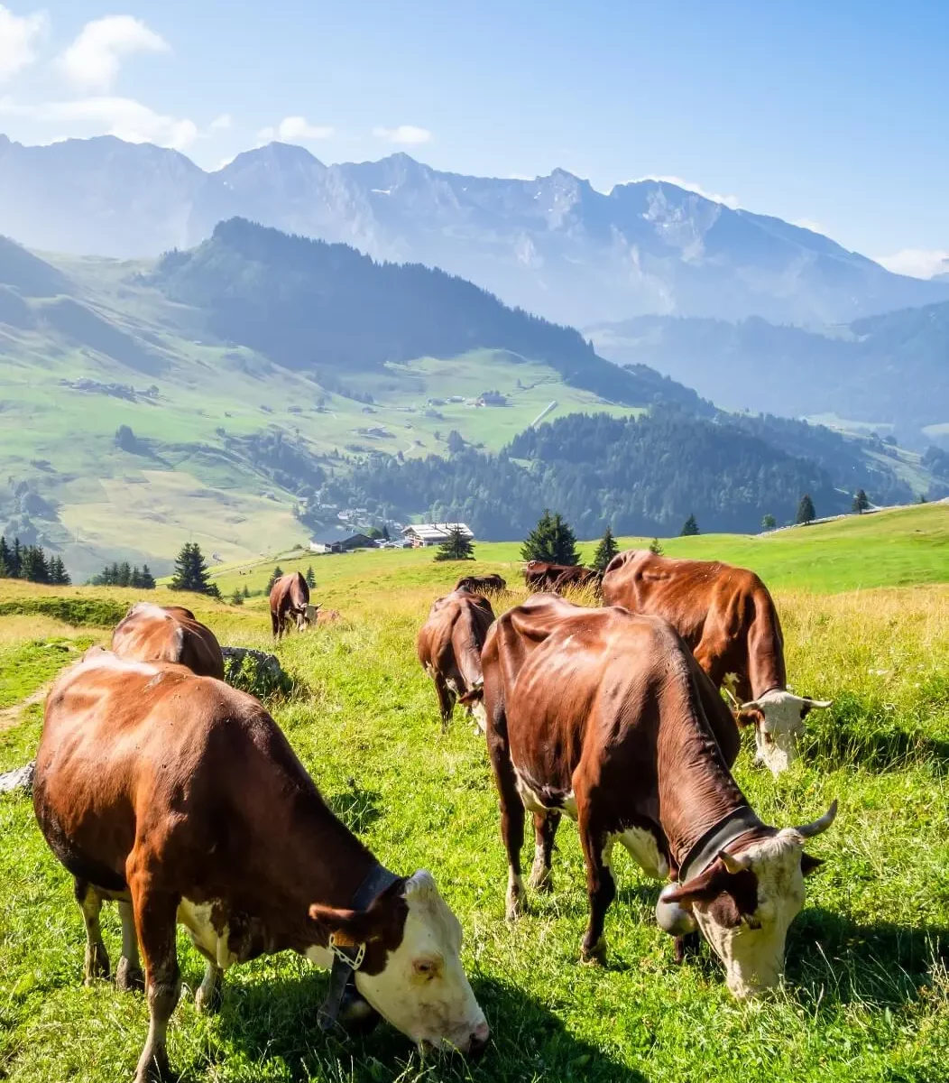 cows-mountain-field-grandbornand-hautesavoie-france